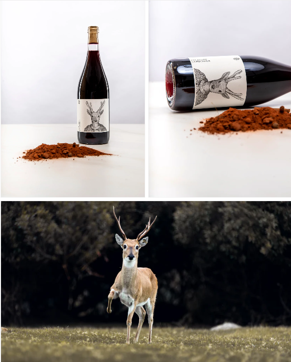 נוב12 - פולקלור קרבוניקה