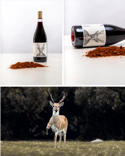 נוב12 - פולקלור קרבוניקה