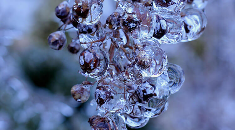 נוב14 - כרטיס זוגי לאירוע פתיחת החורף איש הענבים